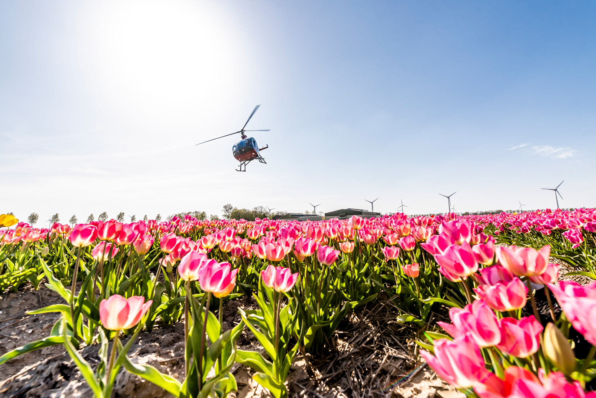 2019_Tulpenfestival_Highres-71-1-1-1-1-1-1-1-1-1-1-1.jpg